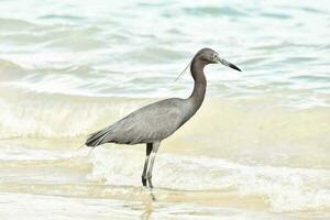 un pájaro caminando a lo largo el playa en el Oceano foto