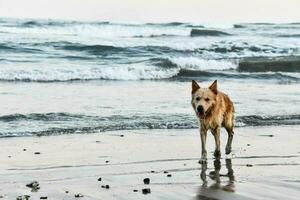 a dog standing on the beach near the ocean photo