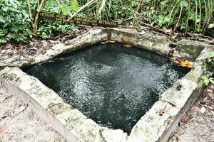 a small pool in the middle of a jungle photo