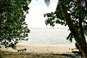 a beach with trees and water in the background photo