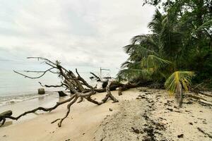 a beach with palm trees and a blue sky photo