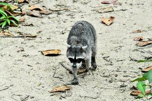 a raccoon walking on the ground near leaves photo