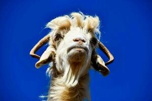 a goat with long horns and a blue sky background photo