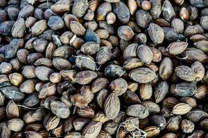 a pile of nuts and seeds on a table photo