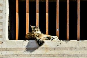 un gato es sentado en un ventana repisa foto