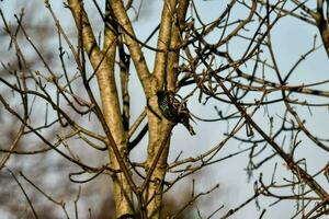 a bird sitting on a tree branch with no leaves photo
