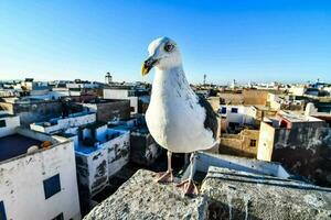 a seagull is perched on the edge of a building overlooking the city photo