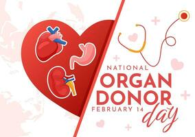 nacional Organo donante día vector ilustración en 14 febrero con riñones, corazón, livianos o hígado para trasplante y cuidado de la salud en plano antecedentes