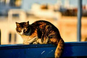 a cat sitting on a blue railing in front of a city photo