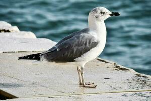 a seagull standing on a ledge near the ocean photo