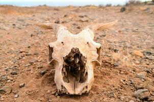 a dead cow skull in the middle of a desert photo