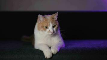 een schattig katje leugens Aan een blauw sofa en looks in de omgeving van video
