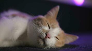 red and white cat sleeps video