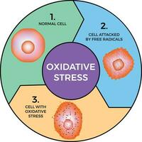 oxidativo estrés diagrama vector ilustración diseño