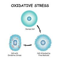 Oxidative stress diagram vector illustration design