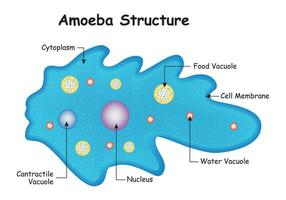 Anatomy of a Amoeba Structure Design Science Vector Illustration