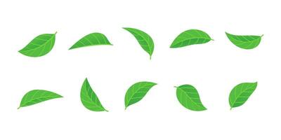 set of various green leaves element vector