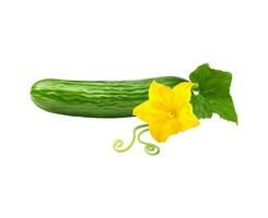 Realistic raw cucumber whole 3d vector vegetable