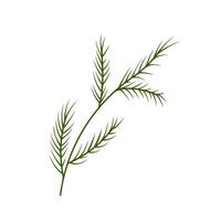 Doodle green twigs coniferous, herringbone, fir, pine branch needles element. Vector illustration. Hand drawn branches. Black on white background. Design element for natural and organic designs.