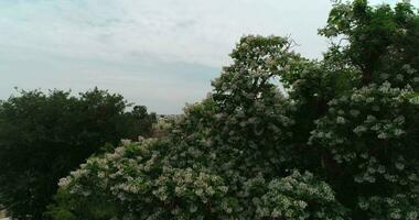 A drone flies around a cherry blossom in the courtyard of Sitorai MohiHosa Palace video