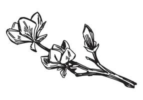 Magnolia blooming twig sketch. Spring time tree branch clipart. Hand drawn vector illustration isolated on white background.