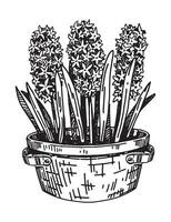 Sketch of Hyacinths in a pot. Spring time flower clipart. Hand drawn vector illustration isolated on white background.