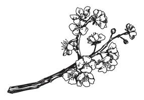 Sakura blooming twig sketch. Spring time tree branch clipart. Hand drawn vector illustration isolated on white background.