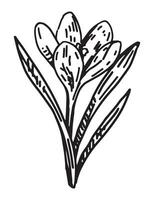 Crocus sketch. Spring time flower clipart. Hand drawn vector illustration isolated on white background.