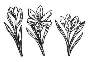 Spring time flowers collection. Clipart set of crocus sketches. Hand drawn vector illustration isolated on white.