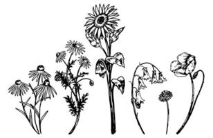 Wild flowers sketches collection. Drawings set of sunflower, coneflower, chamomile, poppy, bluebells, dandelion. Hand drawn vector illustrations. Cliparts isolated on white.