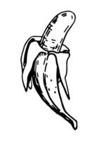 Open banana fruit sketch clipart. Exotic fruit doodle isolated on white. Hand drawn vector illustration in engraving style.