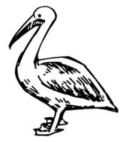 Pelican tropical bird clipart. Single doodle of exotic wild animal isolated on white. Hand drawn vector illustration in engraving style.