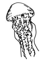 Jellyfish, medusa clipart. Single doodle of underwater animal isolated on white. Hand drawn vector illustration in engraving style.