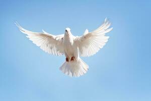 full body of white feather pigeon flying against clear blue sky photo