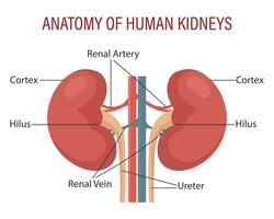 anatomía de el humano riñón. urinario sistema. médico infografía bandera, ilustración, vector