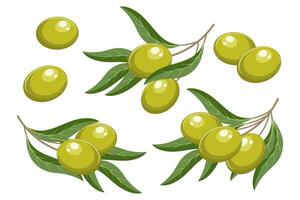 Set of twigs with green olives and leaves. Illustration, decorative elements, vector