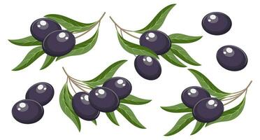 Set of twigs with black olives and leaves. Illustration, decorative elements, vector