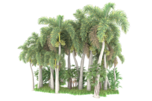 Realistic forest isolated on transparent background. 3d rendering - illustration png