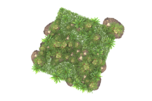 forêt réaliste isolée sur fond transparent. rendu 3d - illustration png