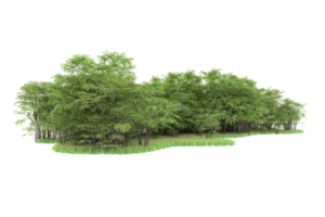 Realistic forest isolated on transparent background. 3d rendering - illustration png
