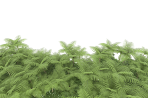 realistico foresta isolato su trasparente sfondo. 3d interpretazione - illustrazione png