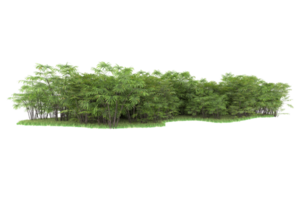 forêt réaliste isolée sur fond transparent. rendu 3d - illustration png