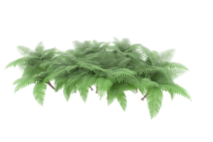 Realistic forest isolated on transparent background. 3d rendering - illustration png