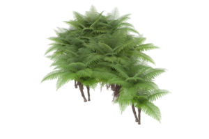 realistico foresta isolato su trasparente sfondo. 3d interpretazione - illustrazione png