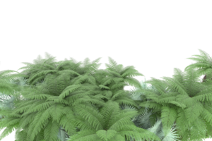 realistischer wald lokalisiert auf transparentem hintergrund. 3D-Rendering - Abbildung png