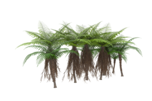 Realistic forest isolated on transparent background. 3d rendering - illustration png