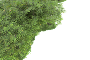 floresta realista isolada em fundo transparente. renderização 3D - ilustração png