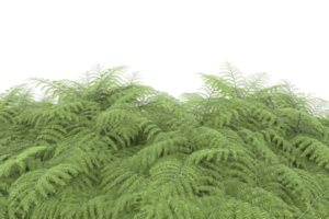 forêt réaliste isolée sur fond transparent. rendu 3d - illustration png