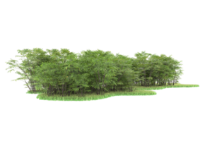 Realistic forest isolated on transparent background. 3d rendering - illustration png