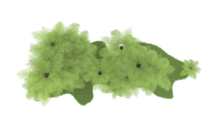 Realistic forest isolated on transparent background. 3d rendering - illustration png